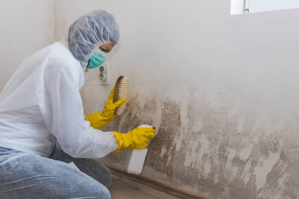 Certified Mold Removal in Syracuse, NY