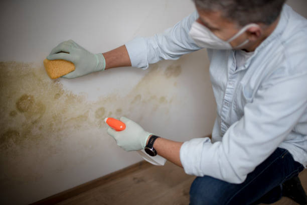 Mold Testing and Removal in Syracuse, NY