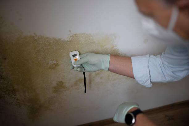 Best Attic Mold Removal  in Syracuse, NY