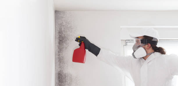 Best Mold Testing  in Syracuse, NY