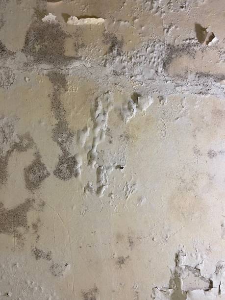 Best Mold Removal Near Me  in Syracuse, NY