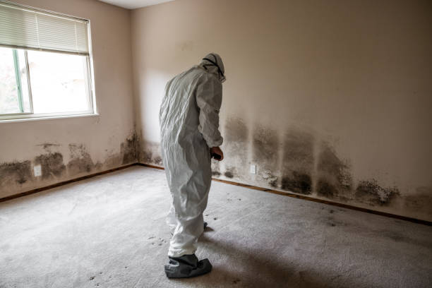 Best Crawl Space Mold Removal  in Syracuse, NY