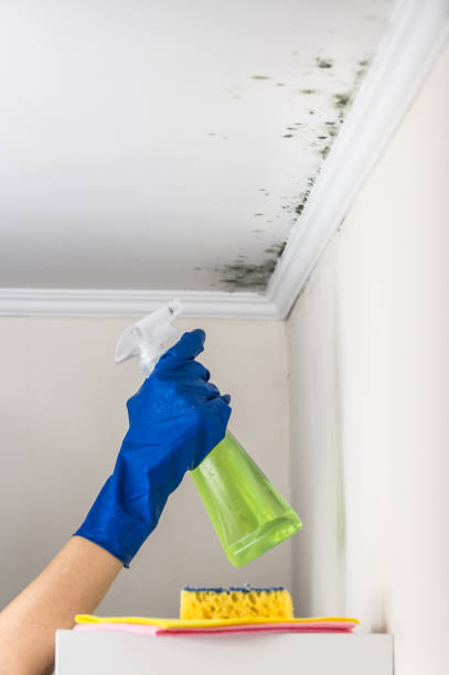 Professional Mold Removal in Syracuse, NY
